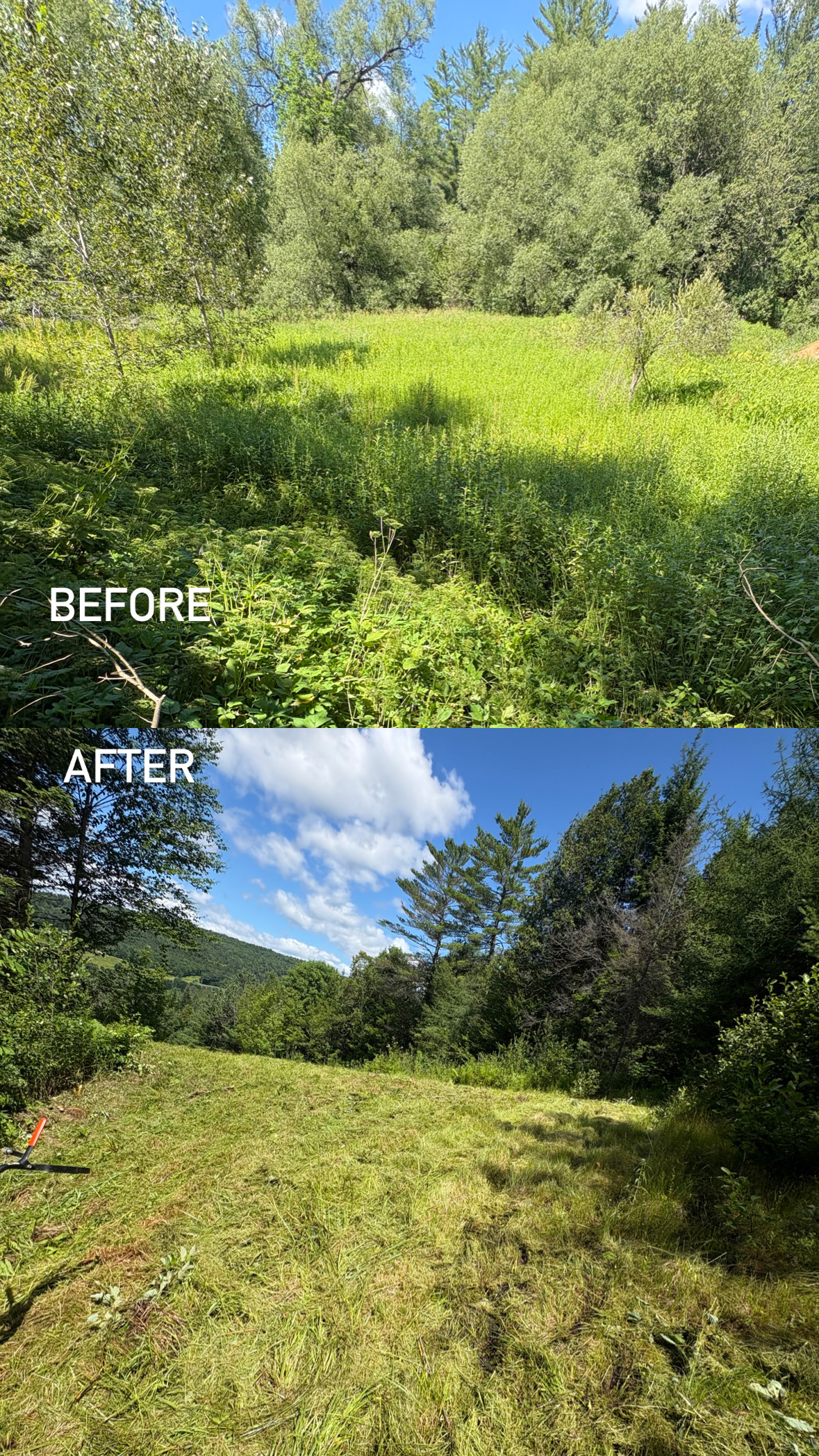 Field Clearing Before and After